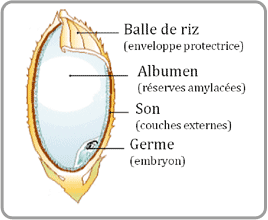 Composition detaillee d'un grain de riz