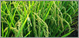 Fortivia's rice germ is coming from rice grown in Camargue France