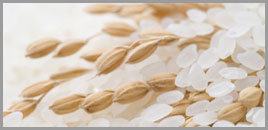 Fortivia develops new technologies for rice germ and rice bran heat stabilization